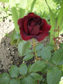 Rózsa - nem gyönyörű?