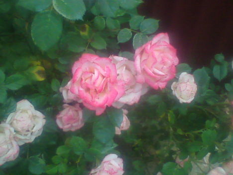Bokor rózsa