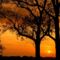 Elm_Trees_at_Sunset,_Illinois