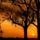 Elm_trees_at_sunset_illinois_242186_66800_t