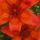 Liliom-001_242439_21453_t