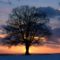 Lone_Tree_at_Sunset