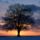 Lone_tree_at_sunset_242210_70780_t