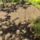 Meg_kezdtem_a_liliomok_gyomlalasat-001_2042186_5085_t