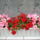 Pistike_242807_55551_t