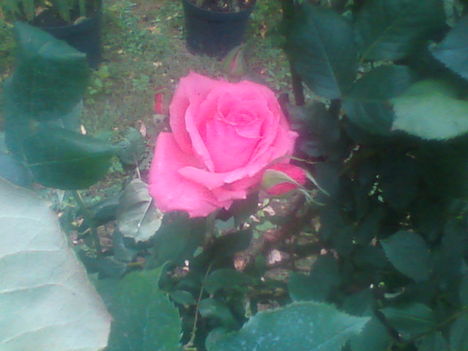 Szál rózsa