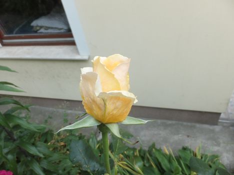 virág 2