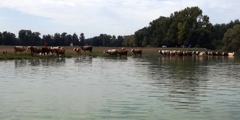 A Duna hullámterén legelő szarvasmarhák itatása, Ásványráró 2017. augusztus 25.-én 1