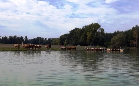 A Duna hullámterén legelő szarvasmarhák itatása, Ásványráró 2017. augusztus 25.-én 2