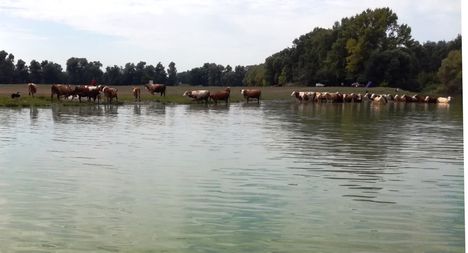 A Duna hullámterén legelő szarvasmarhák itatása, Ásványráró 2017. augusztus 25.-én 3
