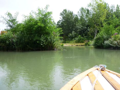 Mosoni-Duna bal part, a Malomdülő melletti vizes élőhelyen, Máriakálnok 2017. július 25.-én 3