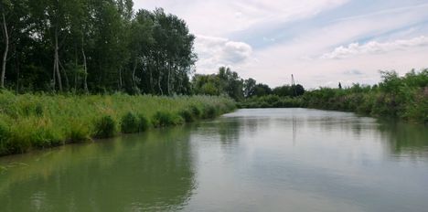 Mosoni-Duna bal part, a Malomdülő melletti vizes élőhelyen, Máriakálnok 2017. július 25.-én 4