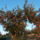 Szepen_szinesedik_a_korai_starking_jellegu_almaelstar_2043662_8340_t