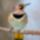 Bekes_szep_napot-091_2044559_8233_t