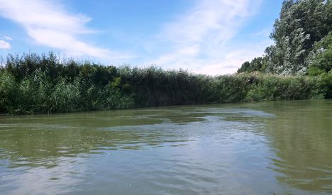 Mosoni-Duna Magasparti-sziget feletti szakasz, Máriakálnok 2017. július 25.-én  4