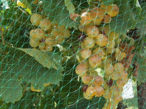 Nyári csemege szőlő