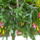 Oviba_gyermeknap_varosnap_149_244759_11684_t