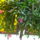 Oviba_gyermeknap_varosnap_150_244760_69871_t