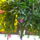 Oviba_gyermeknap_varosnap_152_244762_34351_t
