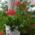 Oviba_gyermeknap_varosnap_171_244781_32868_t