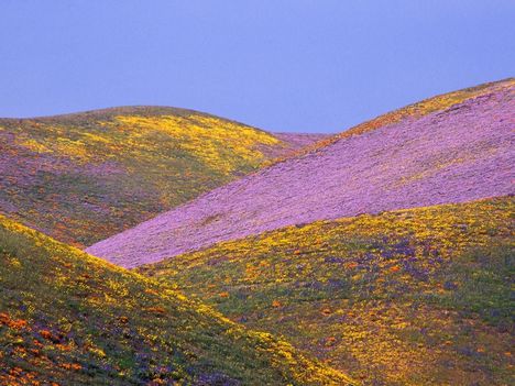 Ablaze_with_Spring_Colors,_Gorman,_California