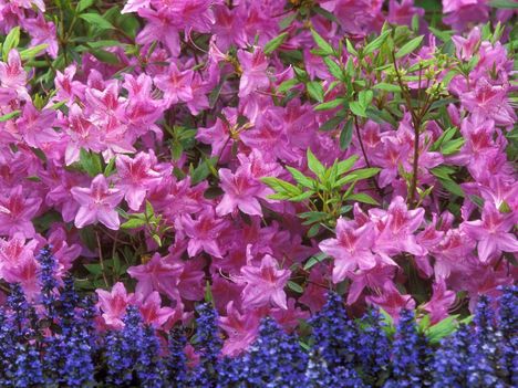 Azalea_and_Ajuga