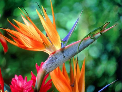 Bird_of_Paradise_and_Friend