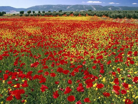 Endless_Poppies,_Spain