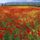 Endless_poppies_spain_245432_18857_t