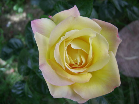 A sárga rózsám.