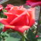 A vörös rózsám