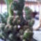 Cereus jamacaru f.monstruosa