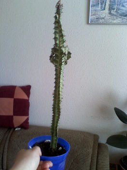 Euphorbia trigona