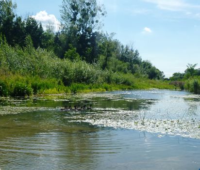 Magyarkimlei vizes élőhely a Mosoni-Duna jobb partján, 2017. július 25.-én 3