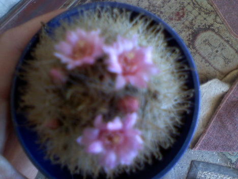 Mammillaria longiflora