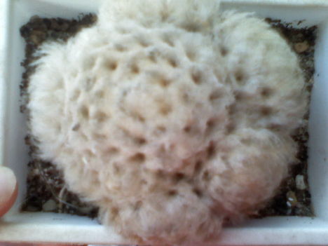 Mammillaria plumosa