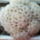 Mammillaria_plumosa_246127_20402_t