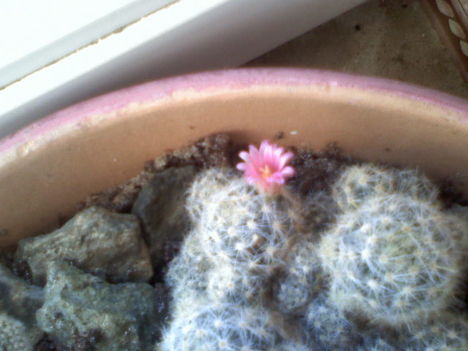 Mammillaria subducta