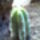 Myrtillocactus-001_246103_59973_t