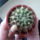 Notocactus_mammulosus_246139_32228_t