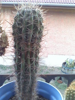 Pachycereus pringlei