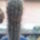 Pachycereus_pringlei_246107_34941_t