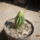 Echinopsis_talan_247487_58859_t