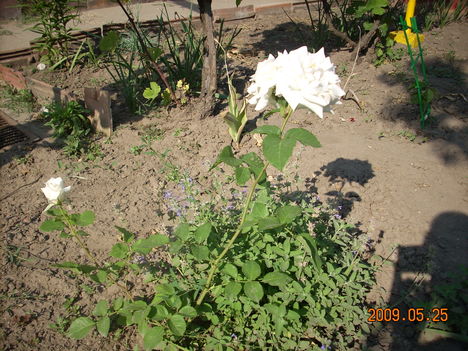 fehér rózsabokor