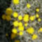 júniusi virágok a Villányi úti parkban 18