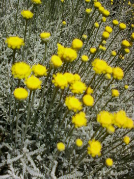 júniusi virágok a Villányi úti parkban 19