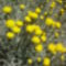 júniusi virágok a Villányi úti parkban 19