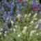 júniusi virágok a Villányi úti parkban 20