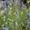 júniusi virágok a Villányi úti parkban 21