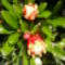 júniusi virágok a Villányi úti parkban 22